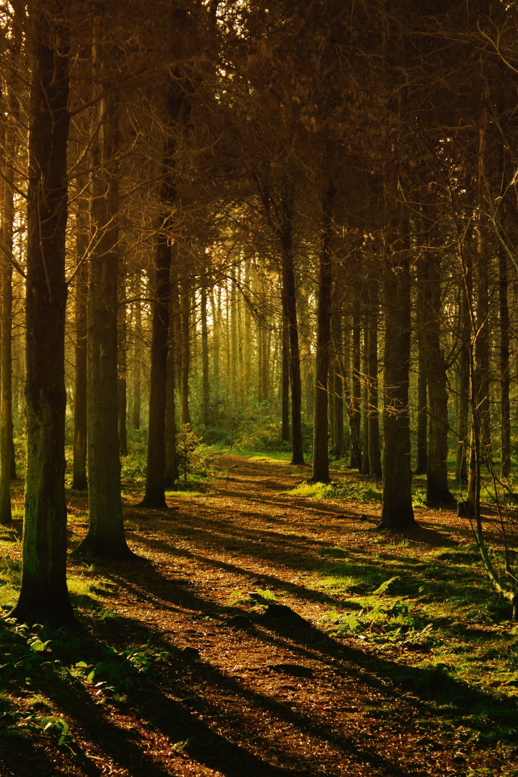 Photo of a trodden path in a forest - depicting online counselling through video calls as a natural way of healing